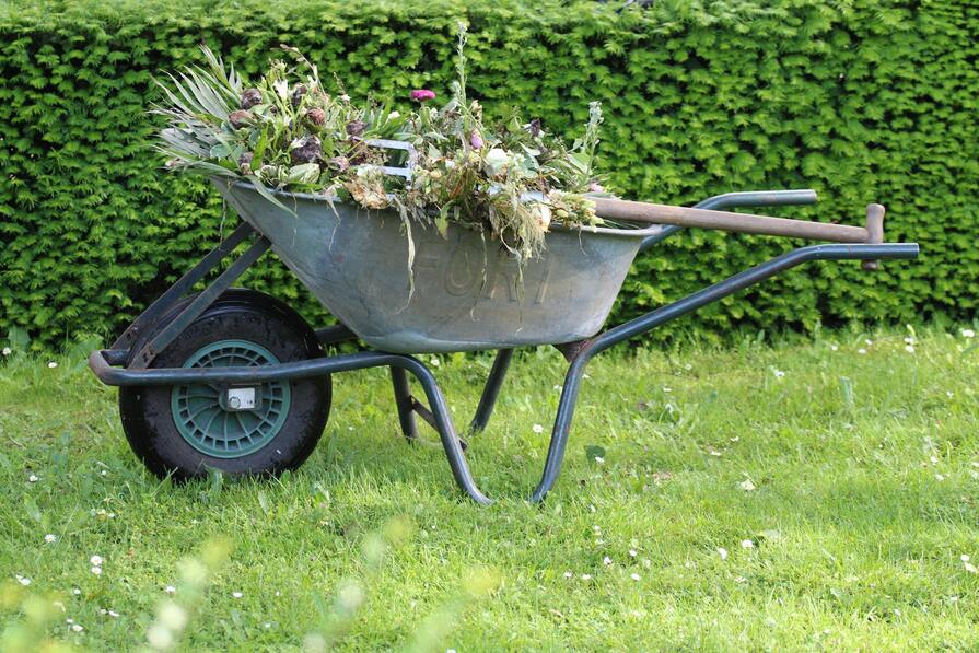 Schubkarre mit Gartenabfällen auf Wiese vor Hecke